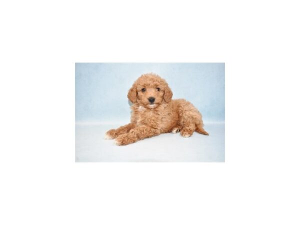 Mini Goldendoodle 2nd Gen DOG Female Red 2748 Petland Jacksonville, Florida