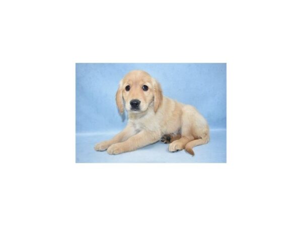 Golden Retriever DOG Female Golden 2753 Petland Jacksonville, Florida