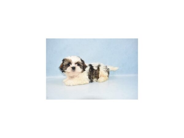 Shih Tzu DOG Male Brindle and White 2766 Petland Jacksonville, Florida