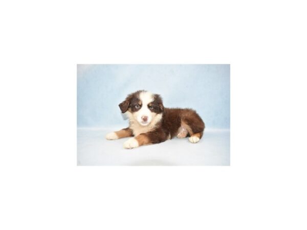 Miniature Australian Shepherd DOG Male Red and White 2767 Petland Jacksonville, Florida