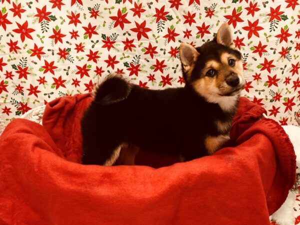 Shiba Inu DOG Male Black and Tan 2790 Petland Jacksonville, Florida