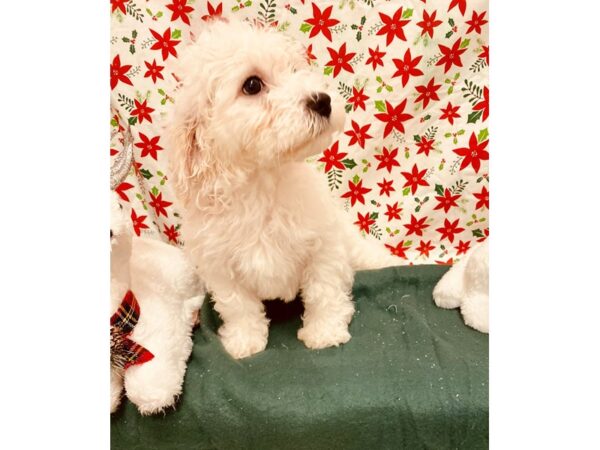 Bichon Frise DOG Female White 2803 Petland Jacksonville, Florida