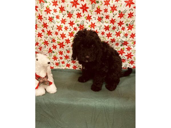 Mini Goldendoodle DOG Female Black 2806 Petland Jacksonville, Florida