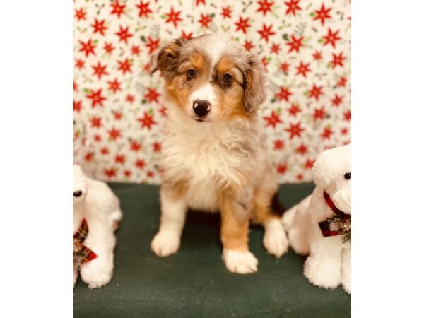 Miniature Australian Shepherd DOG Male Blue Merle White and Tan 2809 Petland Jacksonville, Florida