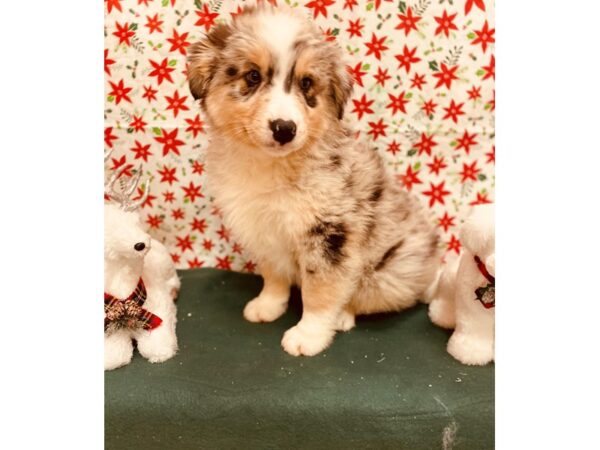 Australian Shepherd DOG Male Blue Merle 2812 Petland Jacksonville, Florida