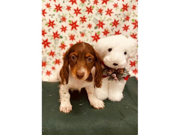 Dachshund DOG Male Chocolate and Tan 2810 Petland Jacksonville, Florida