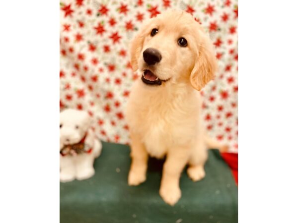 Golden Retriever DOG Female Golden 2814 Petland Jacksonville, Florida