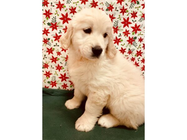 Golden Retriever DOG Female Light Golden 2826 Petland Jacksonville, Florida