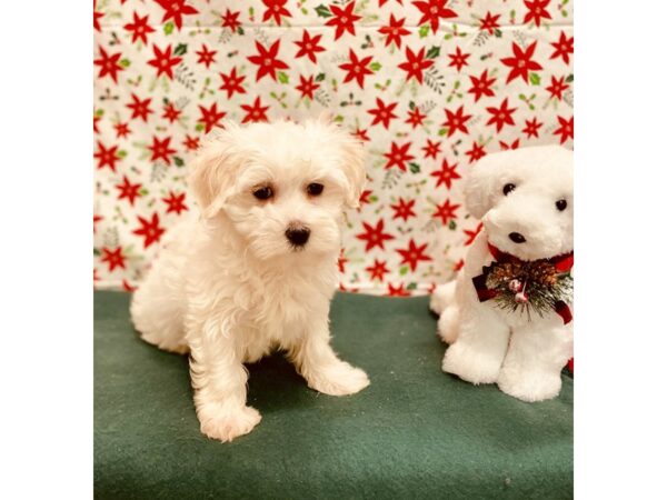 Maltese DOG Female White 2820 Petland Jacksonville, Florida