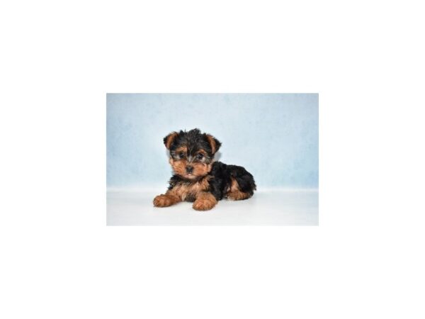 Yorkshire Terrier DOG Female Black and Gold 2838 Petland Jacksonville, Florida