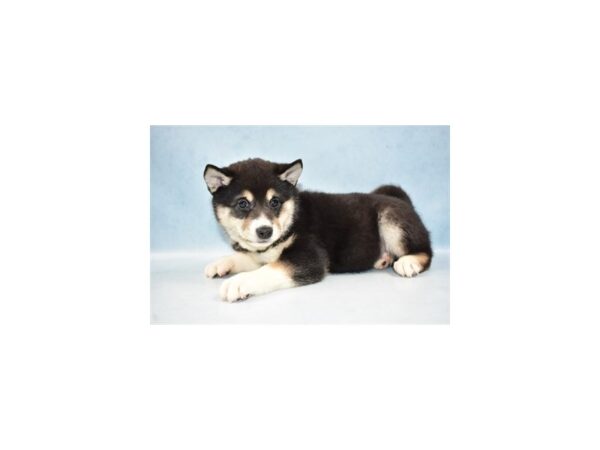 Shiba Inu DOG Female Black and Tan 2848 Petland Jacksonville, Florida