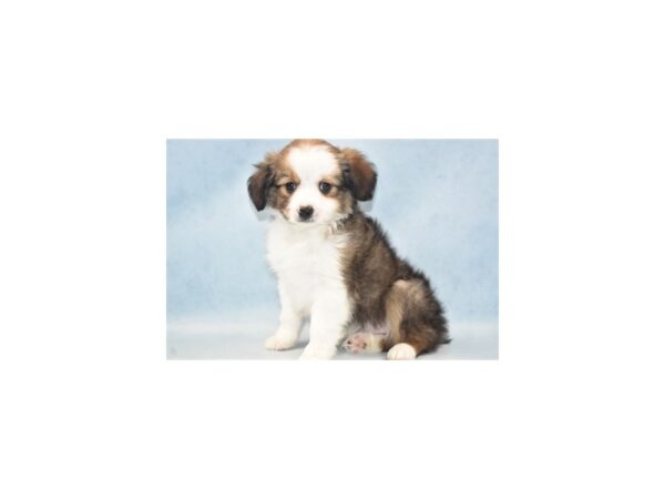 Toy Australian Shepherd DOG Male Sable and White 2852 Petland Jacksonville, Florida