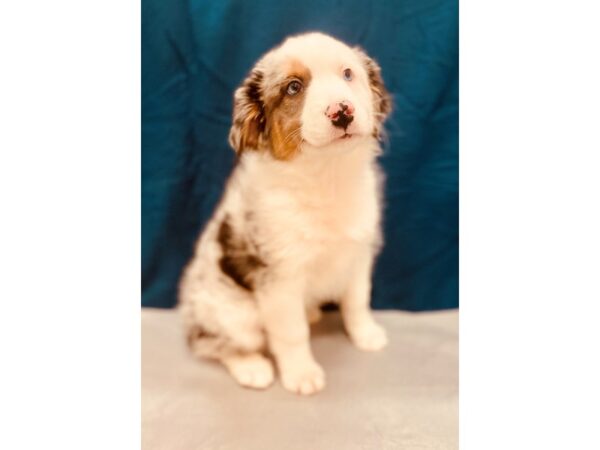 Australian Shepherd DOG Female Blue Merle 2854 Petland Jacksonville, Florida