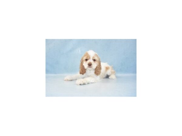 Cocker Spaniel DOG Female Buff and White 2877 Petland Jacksonville, Florida