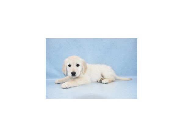 Golden Retriever DOG Female Golden 2878 Petland Jacksonville, Florida