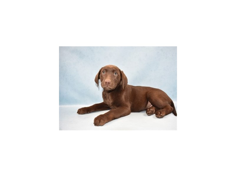 Labrador Retriever Puppy Chocolate ID2886 Located at Petland