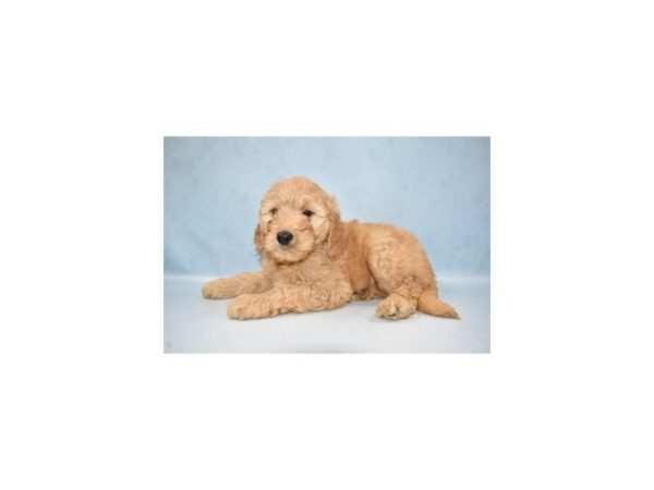 Mini Goldendoodle DOG Male Golden 2890 Petland Jacksonville, Florida