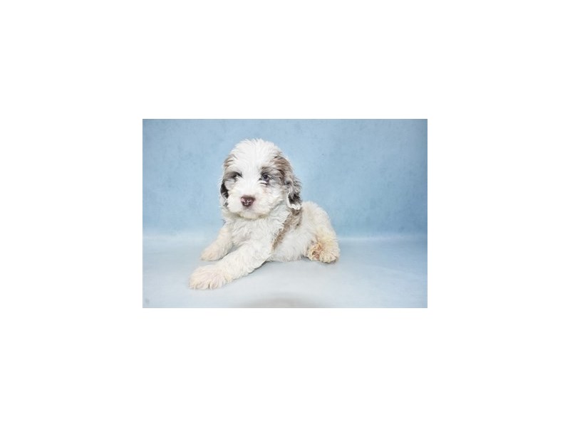 Cockapoo Puppy Blue Roan ID:2958 Located at Petland Jacksonville, Florida