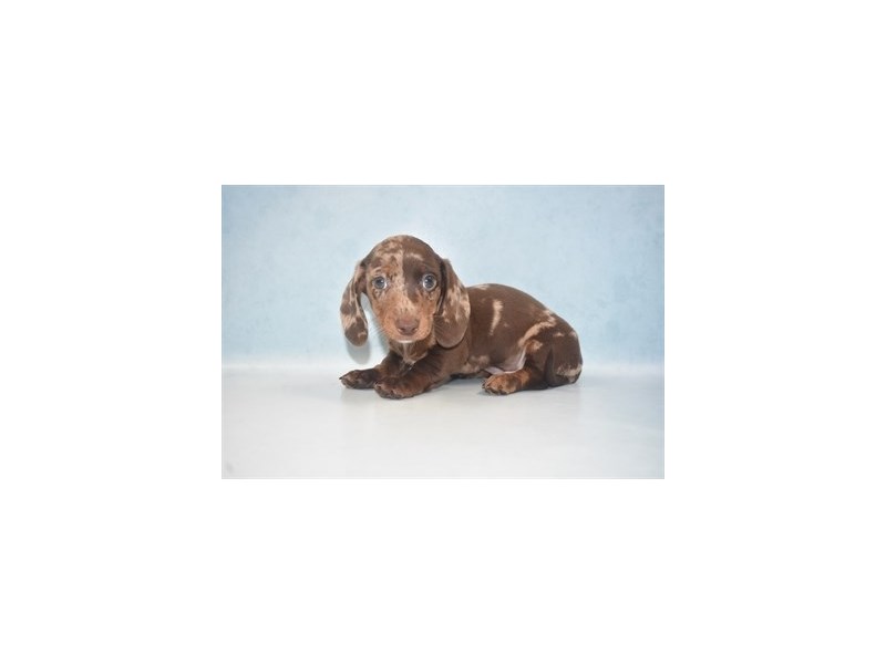 Dachshund Puppy Chocolate Dapple ID3032 Located at Petland