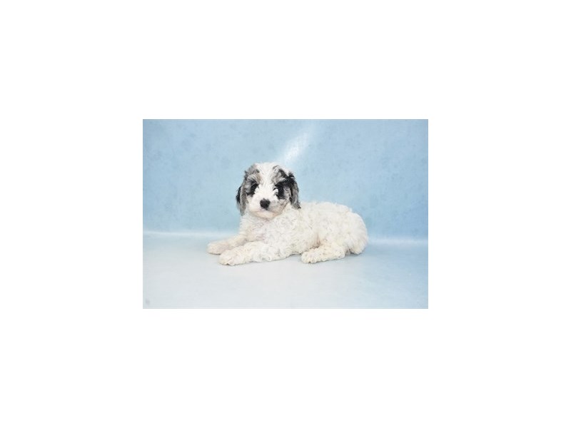 Cockapoo Puppy Blue Roan ID:3034 Located at Petland Jacksonville, Florida