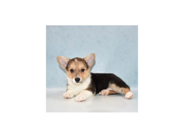 Pembroke Welsh Corgi DOG Female Black and Tan 3129 Petland Jacksonville, Florida