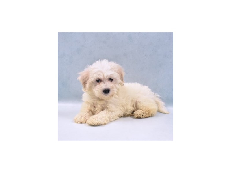 Coton De TulearDOGFemaleWhite2750310Petland Jacksonville, Florida