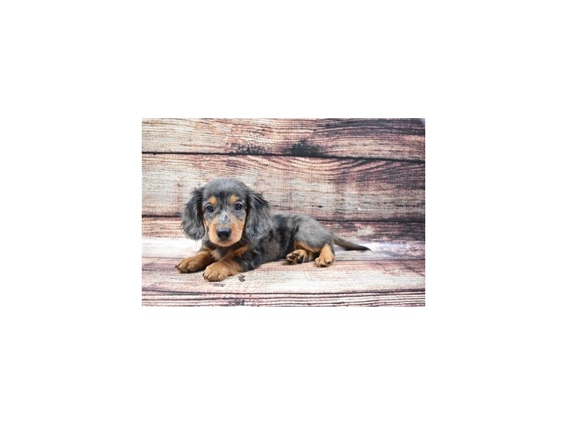 Dachshund Puppy Black and Silver Dapple ID3262 Located at Petland