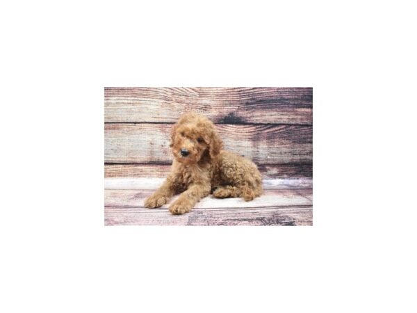 Mini Labradoodle 2nd Gen-DOG-Male-Red-3311-Petland Jacksonville, Florida