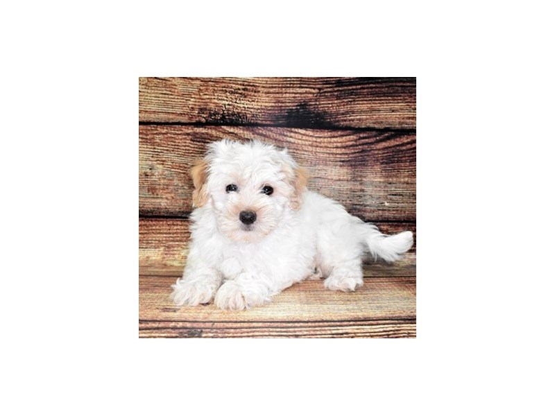 Coton De TulearDOGMaleWhite2832561Petland Jacksonville, Florida