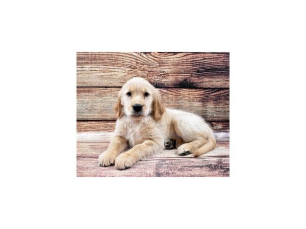 Golden Retriever DOG Female Golden 3339 Petland Jacksonville, Florida