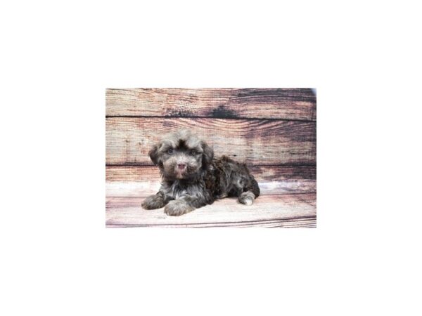 Havanese DOG Female Chocolate Brindle 3344 Petland Jacksonville, Florida