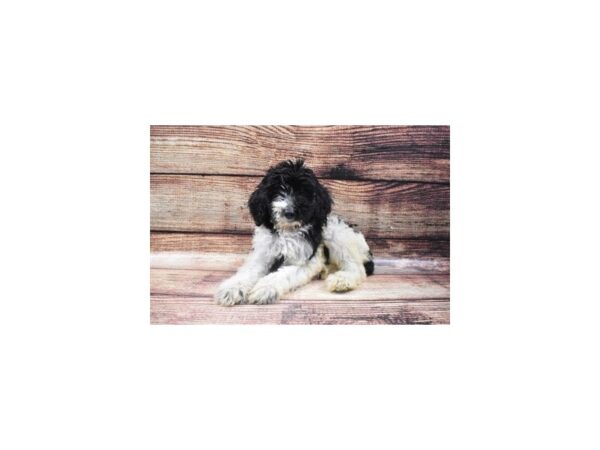 Mini Labradoodle 2nd Gen-DOG-Male-Black and White-3350-Petland Jacksonville, Florida