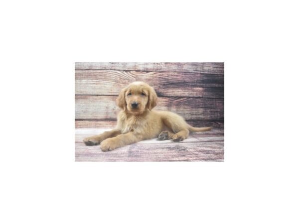 Golden Retriever DOG Male Dark Golden 3368 Petland Jacksonville, Florida