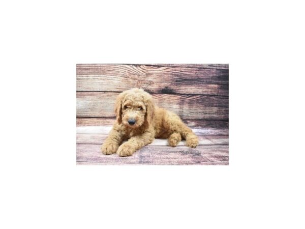 Goldendoodle 2nd Gen DOG Male Red 3385 Petland Jacksonville, Florida