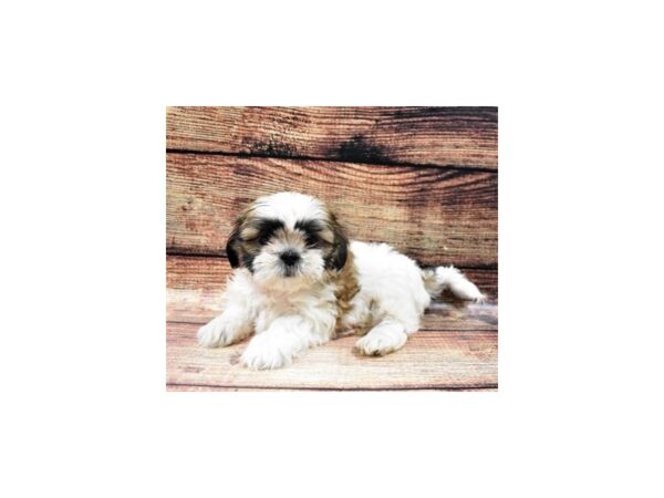 Shih Tzu DOG Female Gold and White 3389 Petland Jacksonville, Florida