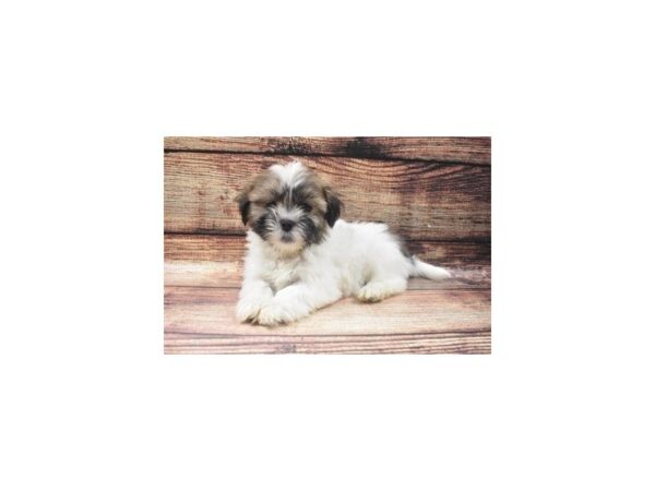 Lhasa Apso DOG Male Golden 3410 Petland Jacksonville, Florida