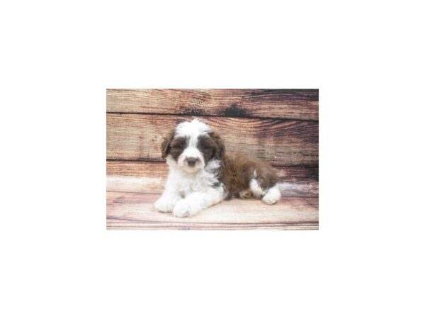 Toy Aussie Poo DOG Female Red and White 3433 Petland Jacksonville, Florida