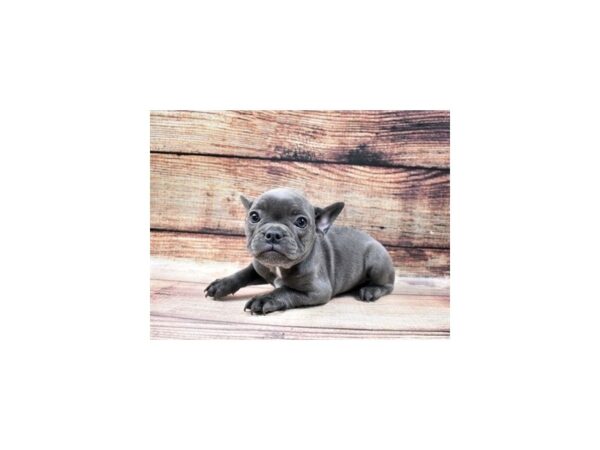 French Bulldog DOG Female Blue 3485 Petland Jacksonville, Florida