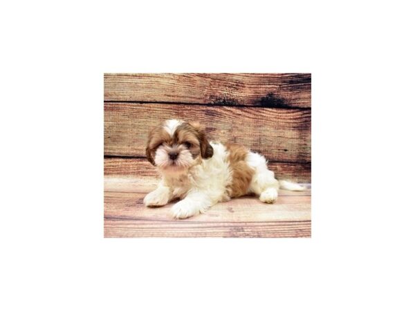 Shih Tzu DOG Female Liver and White 3501 Petland Jacksonville, Florida