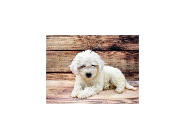 Bichon Frise DOG Female White 3505 Petland Jacksonville, Florida