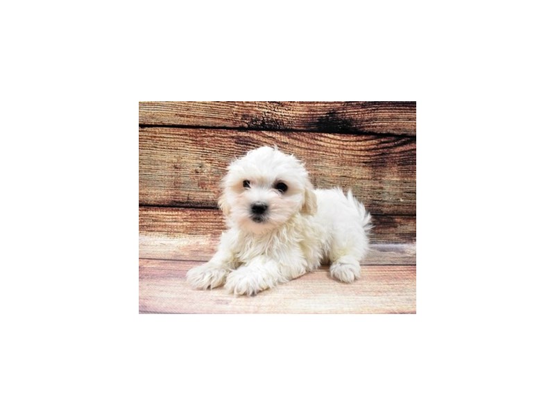 Coton De TulearDOGMaleWhite2956185Petland Jacksonville, Florida