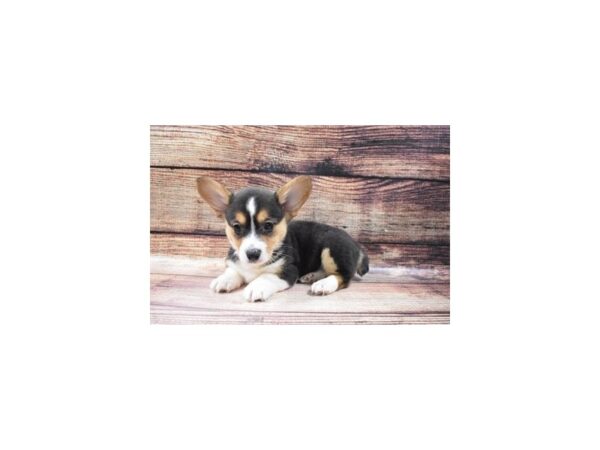 Pembroke Welsh Corgi DOG Female Black and Tan 3547 Petland Jacksonville, Florida