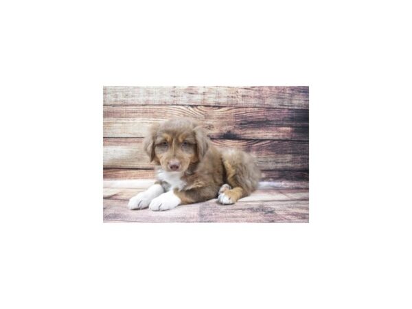 Australian Shepherd DOG Male Red 3549 Petland Jacksonville, Florida