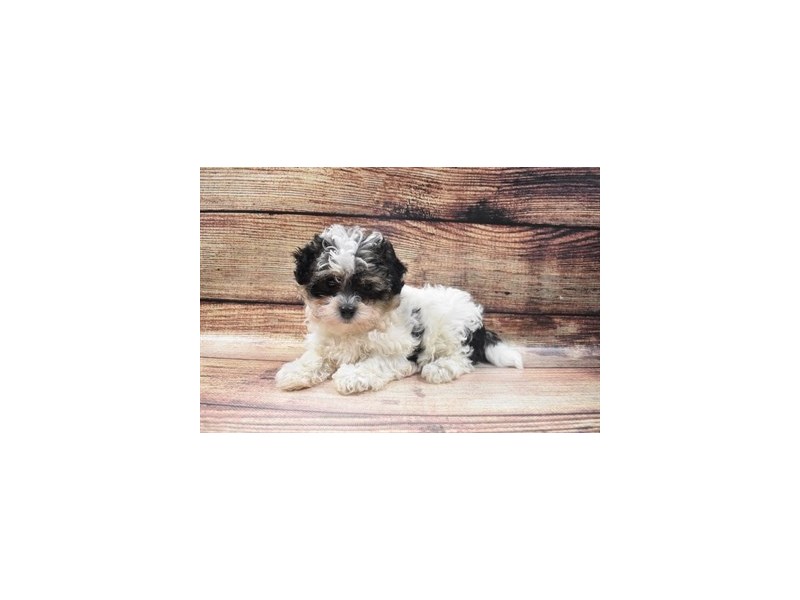 Coton De Tulear Puppy Black ID3552 Located at Petland Jacksonville