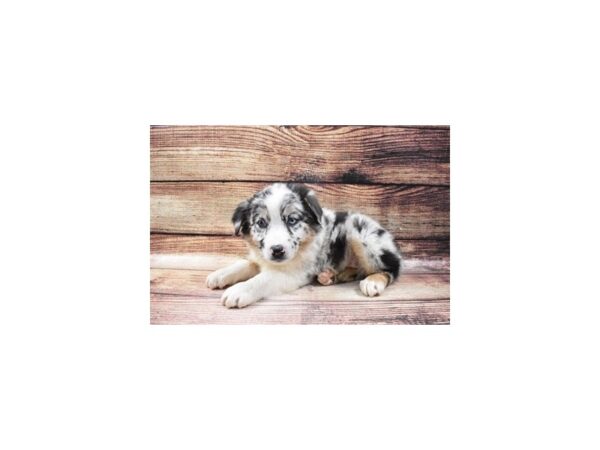 Australian Shepherd DOG Female Blue Merle White and Tan 3605 Petland Jacksonville, Florida