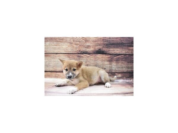 Shiba Inu DOG Male Red 3635 Petland Jacksonville, Florida