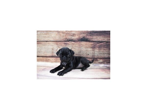 Pug DOG Female Black 3650 Petland Jacksonville, Florida