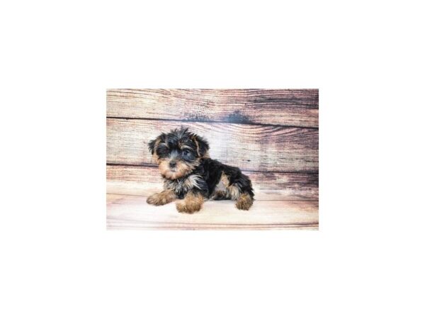 Yorkshire Terrier DOG Female Black and Tan 3662 Petland Jacksonville, Florida