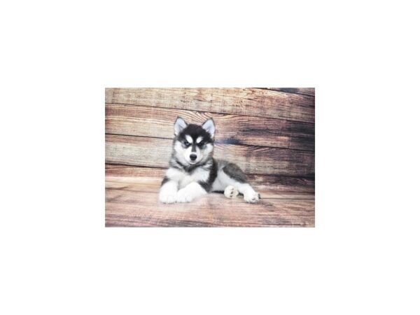 Siberian Husky DOG Female Black and White 3676 Petland Jacksonville, Florida