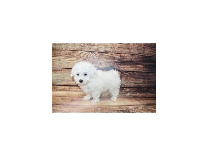 Coton De TulearDOGMaleWhite3078357Petland Jacksonville, Florida